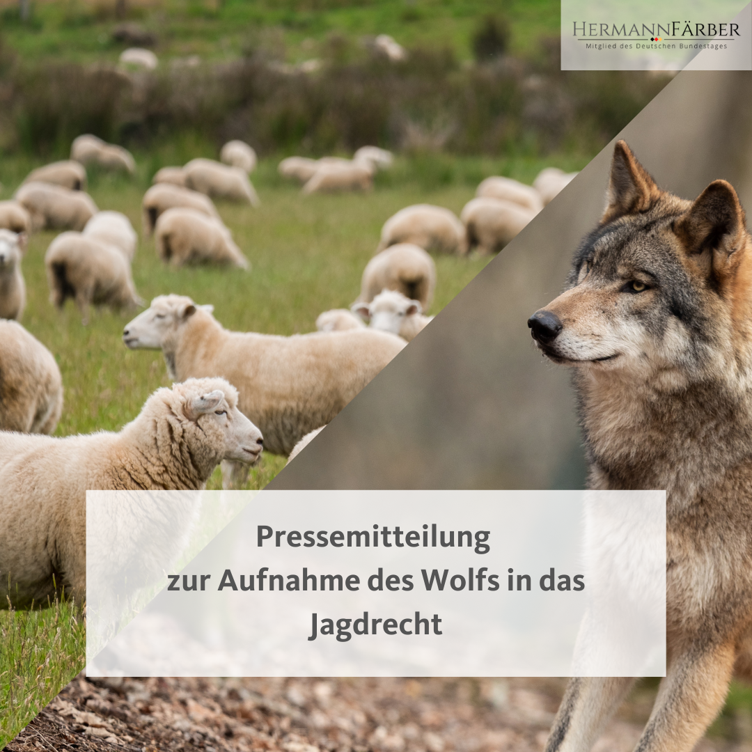 Pressemitteilung zur Aufnahme des Wolfs in das Jagdrecht